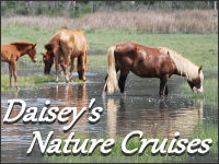 pony center banner ad