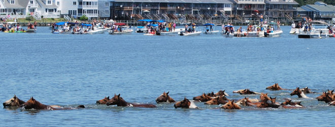 Official Chincoteague Island Pony Swim Guide