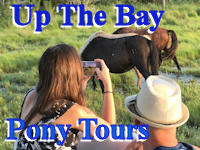 Up The Bay Pony Tours banner ad
