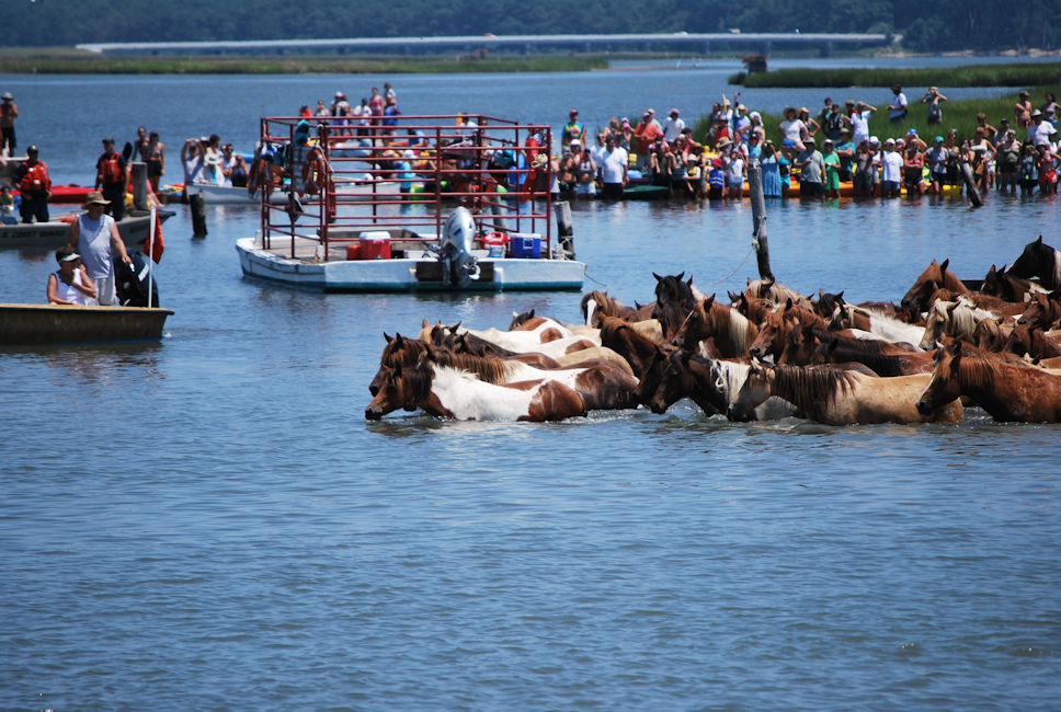 Guida Ufficiale Al Pony Swim Dell isola Di Chincoteague Del 2021 ISNCA