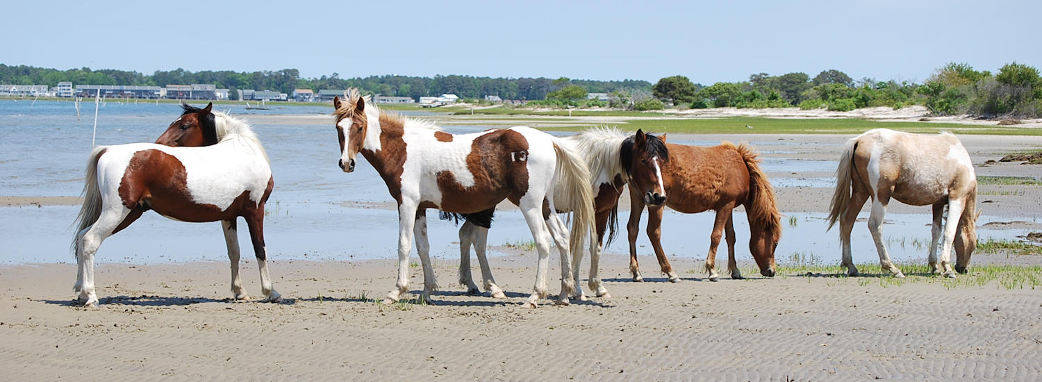chincoteague page top pic